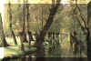 photo  marais.JPG (76405 octets)